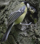 Mésange charbonnière