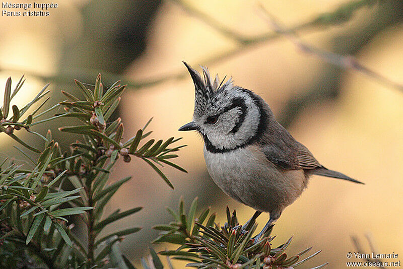 Mésange huppée