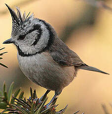 Mésange huppée