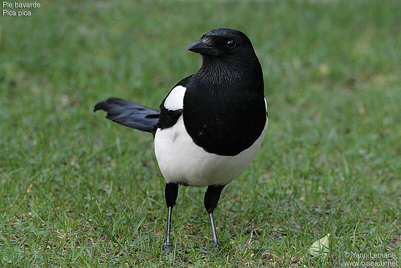 Eurasian Magpie