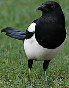 Eurasian Magpie