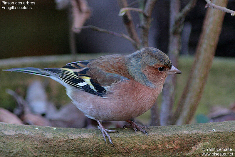 Common Chaffinch male