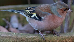 Common Chaffinch