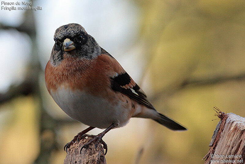 Brambling male