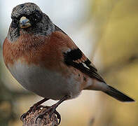 Brambling