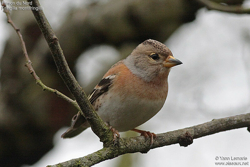 Brambling female