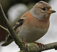 Brambling