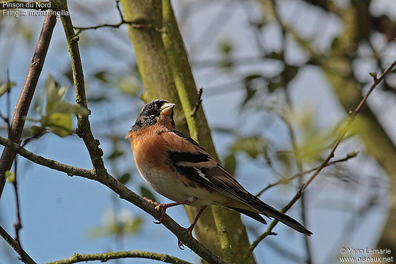 Brambling male