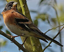 Brambling