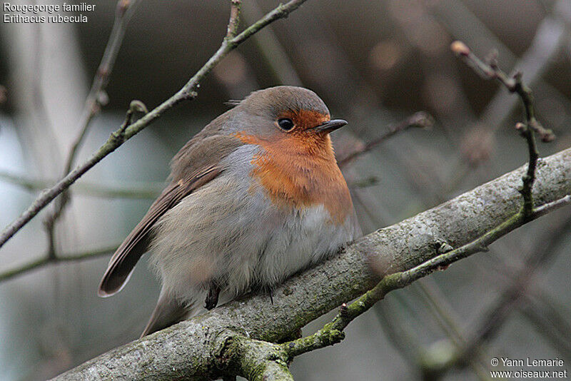 European Robin