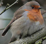 European Robin