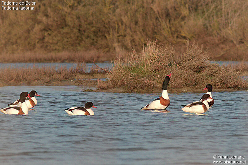 Common Shelduck