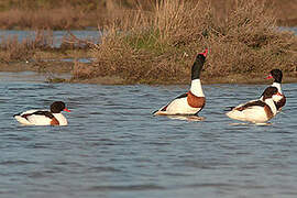 Common Shelduck