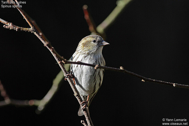 Eurasian Siskin female