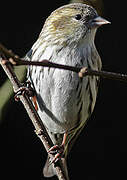 Eurasian Siskin