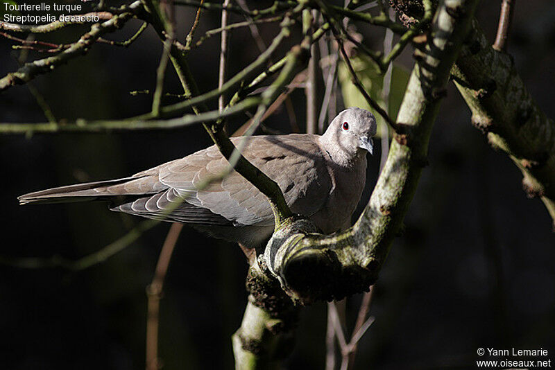 Eurasian Collared Dove