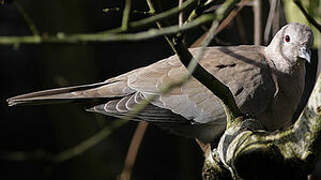 Eurasian Collared Dove