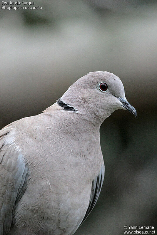 Eurasian Collared Dove