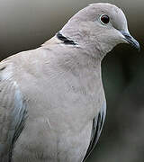 Eurasian Collared Dove