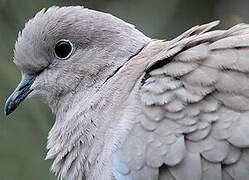 Eurasian Collared Dove