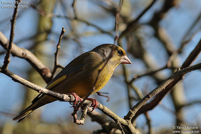 European Greenfinch