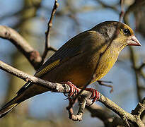 European Greenfinch