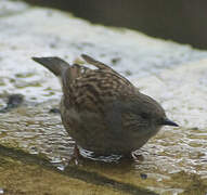 Dunnock