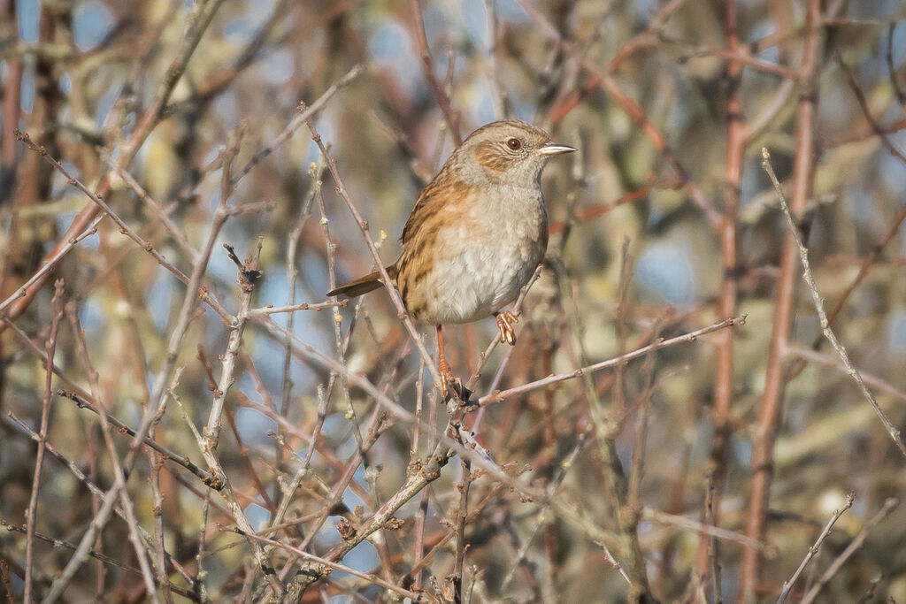 Dunnock