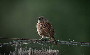 Dunnock