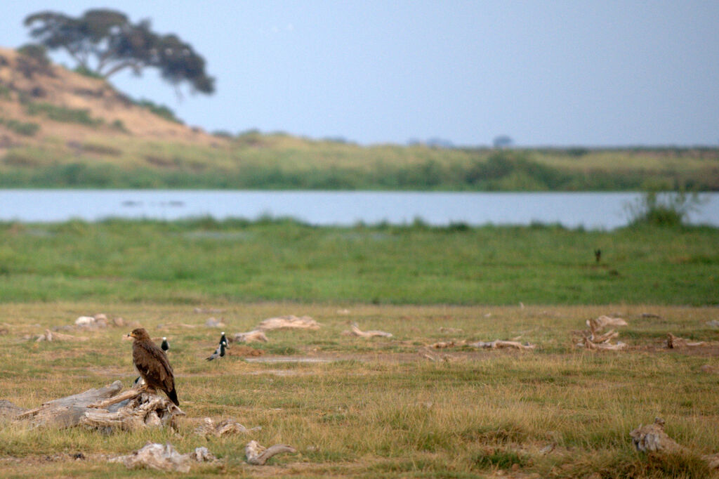 Aigle des steppes