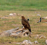 Aigle des steppes