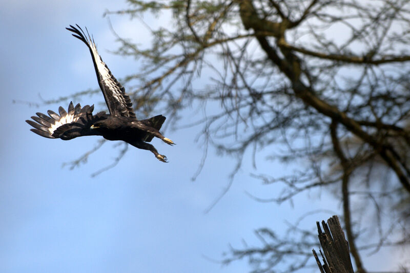 Long-crested Eagle, pigmentation, Flight, Behaviour