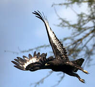 Long-crested Eagle