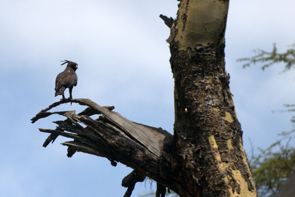 Long-crested Eagle