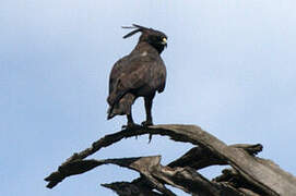 Long-crested Eagle