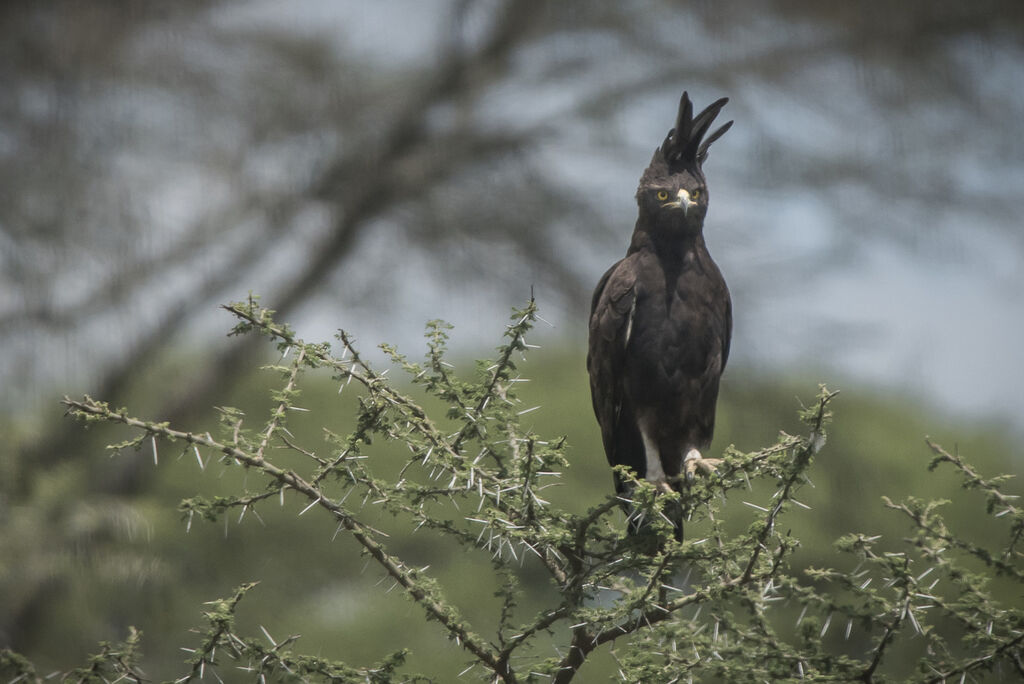 Long-crested Eagle