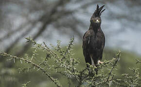 Long-crested Eagle