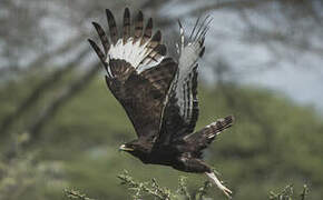 Long-crested Eagle