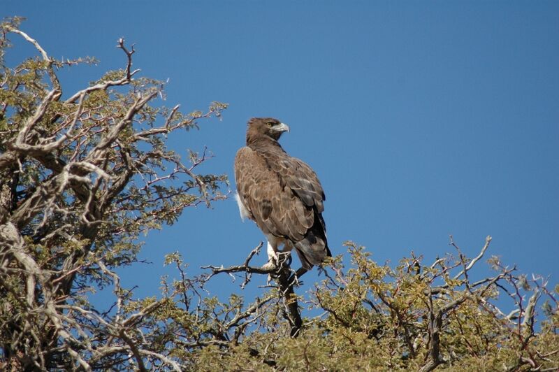 Martial Eagle