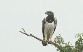 Martial Eagle