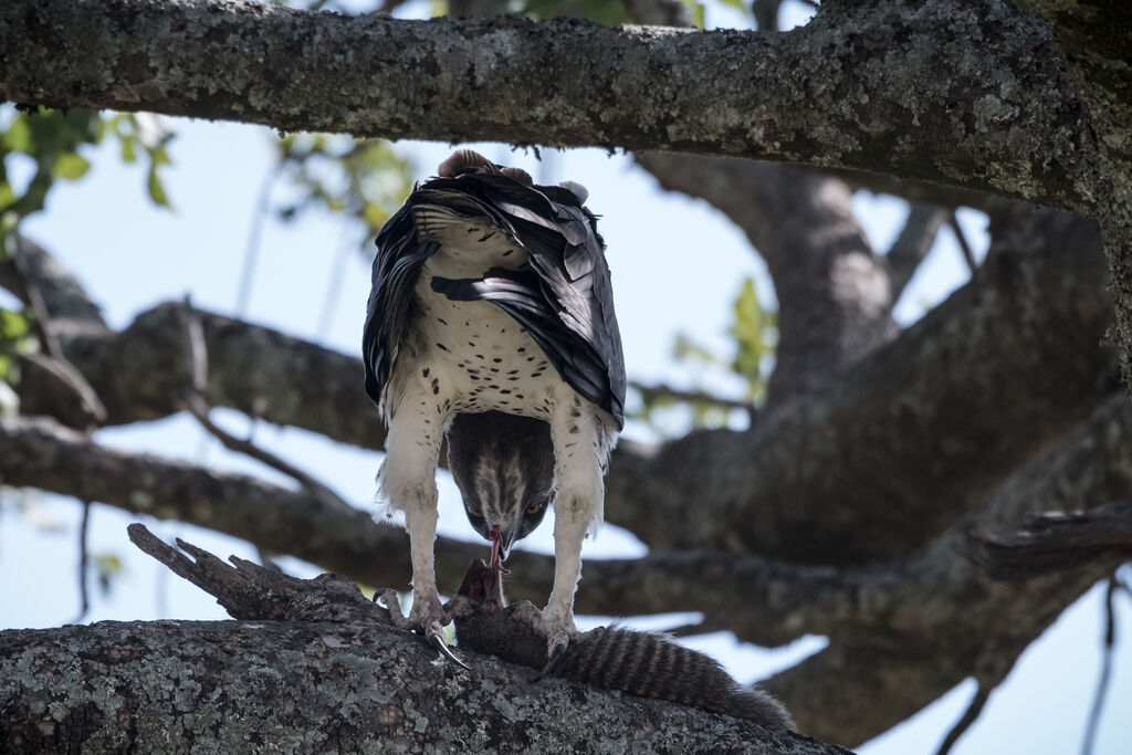 Martial Eagle, eats