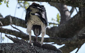 Martial Eagle