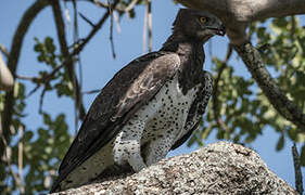 Martial Eagle