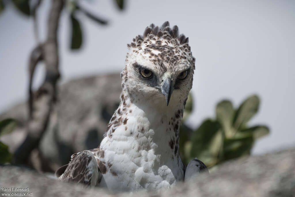 Aigle martialjuvénile, portrait
