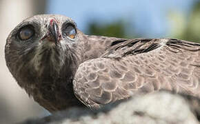 Martial Eagle