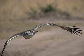 Martial Eagle