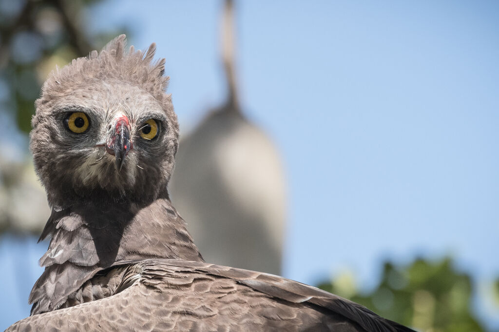 Martial Eagle