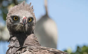 Martial Eagle