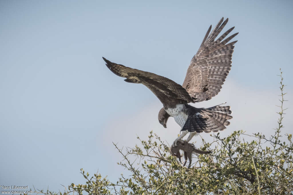 Martial Eagleadult, Flight, fishing/hunting