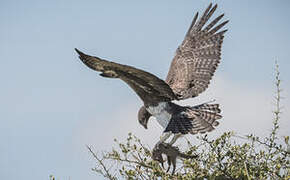 Martial Eagle